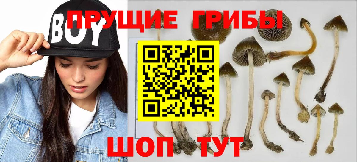 Псилоцибиновые грибы Psilocybine cubensis Салехард